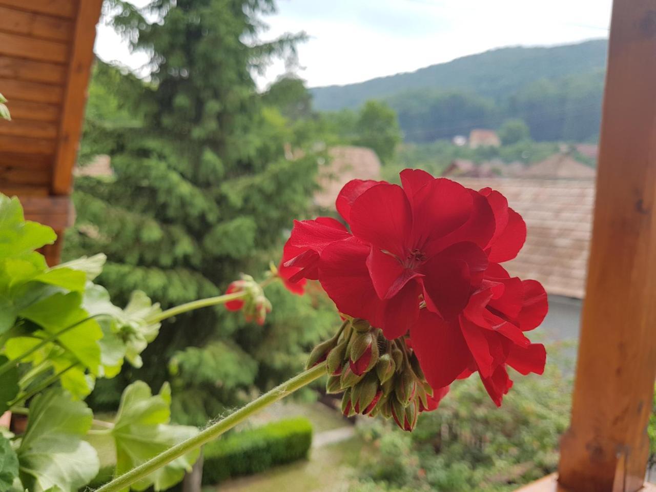 Pensiunea Lorincz *** Panzio Sovata Exterior foto
